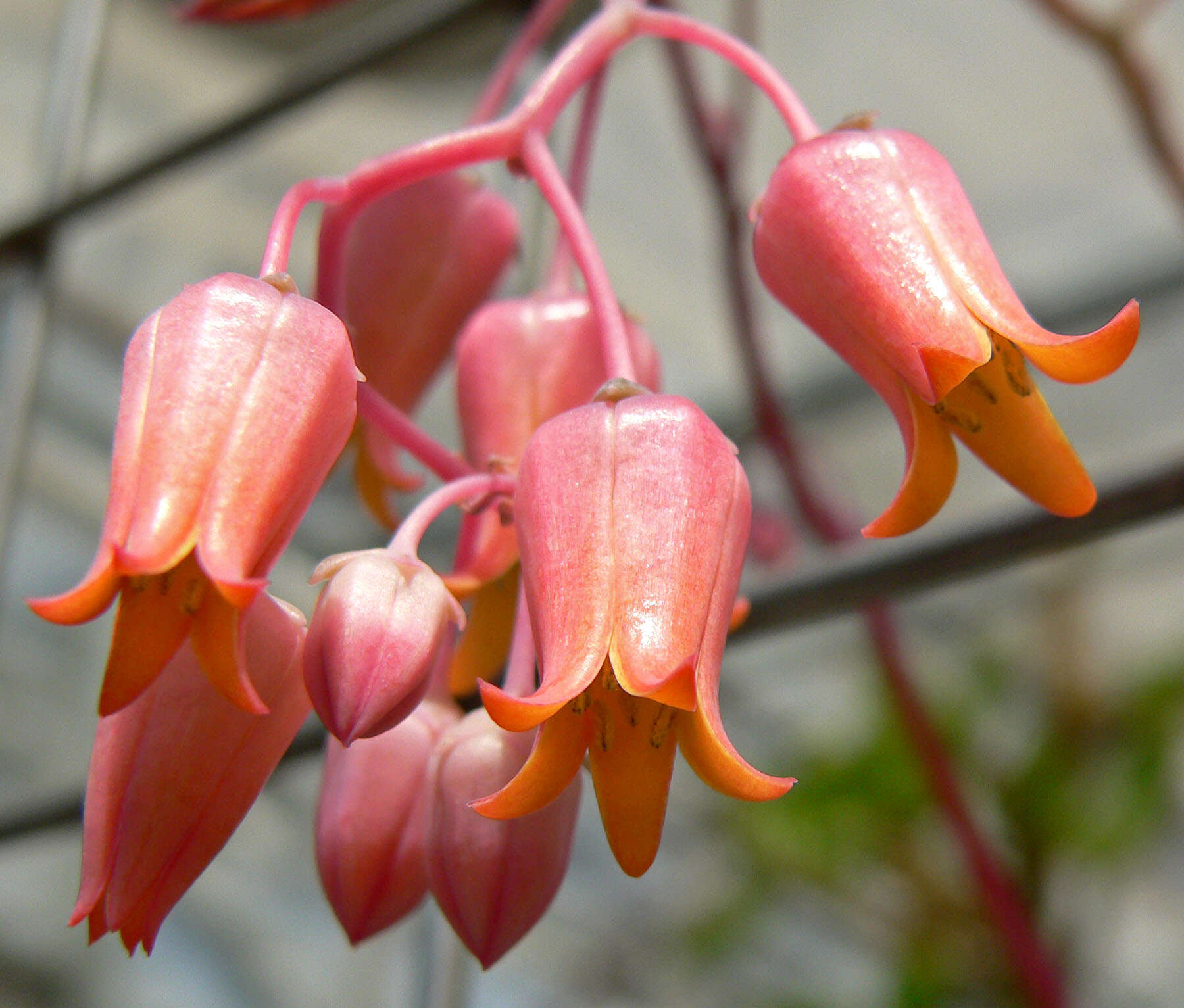 Image of Echeveria lilacina M. Kimnach & R. Moran