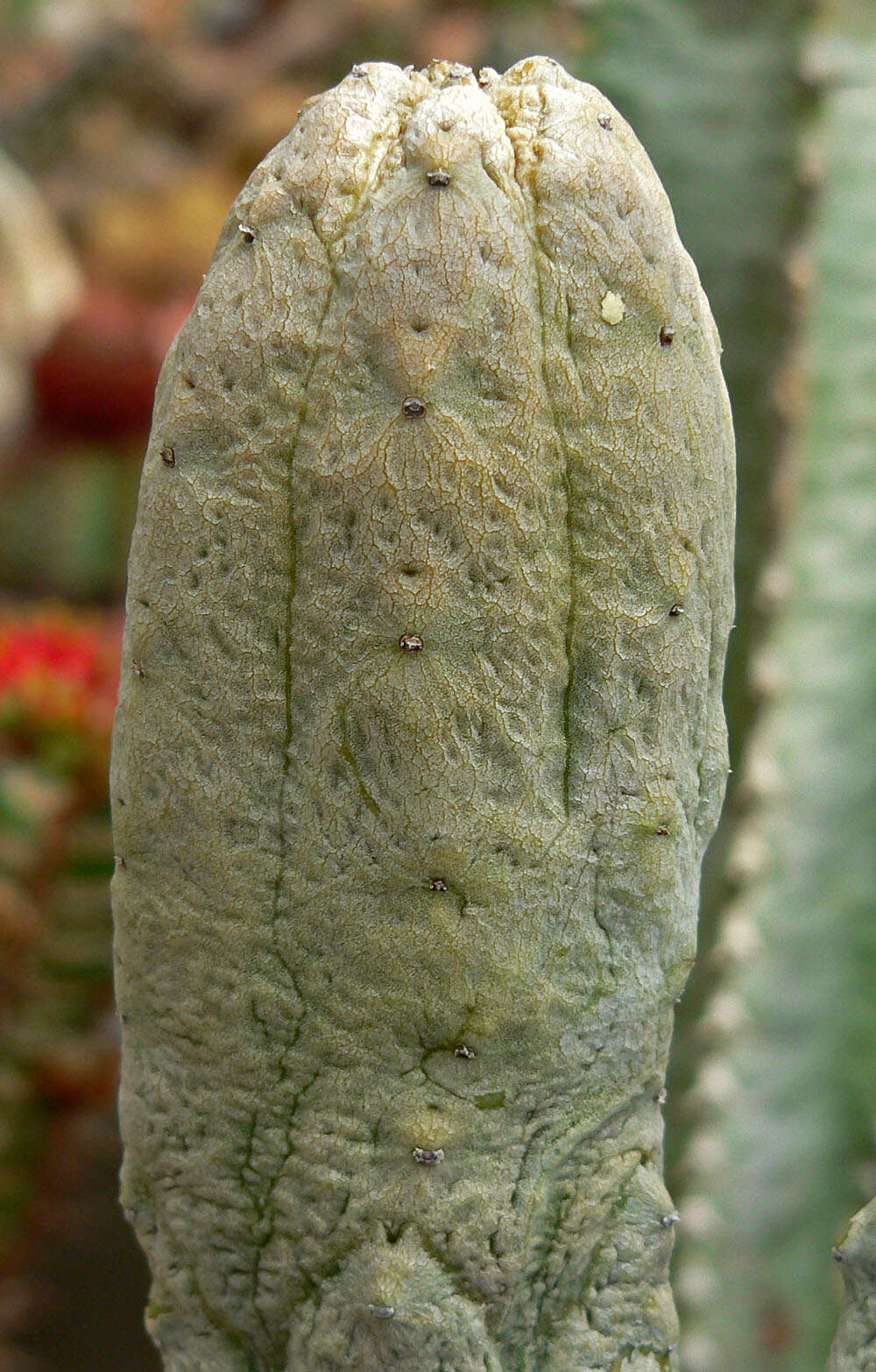 Image de Euphorbia abdelkuri Balf. fil.