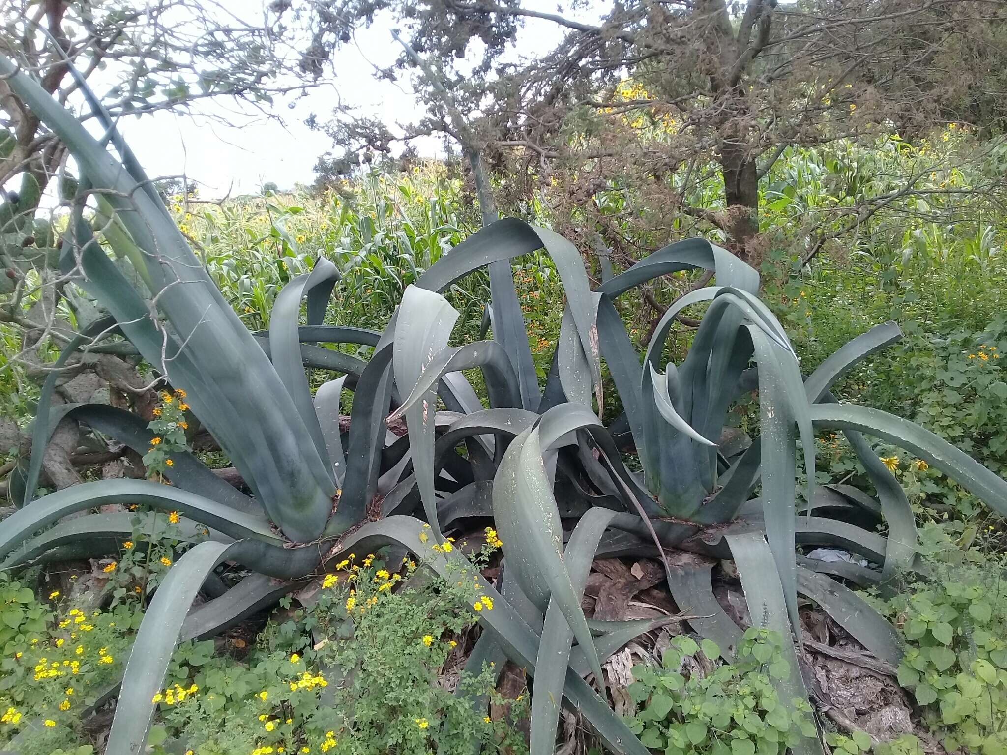 Image of Agave mapisaga Trel.