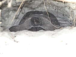 Image of (Florida) Gopher Tortoise