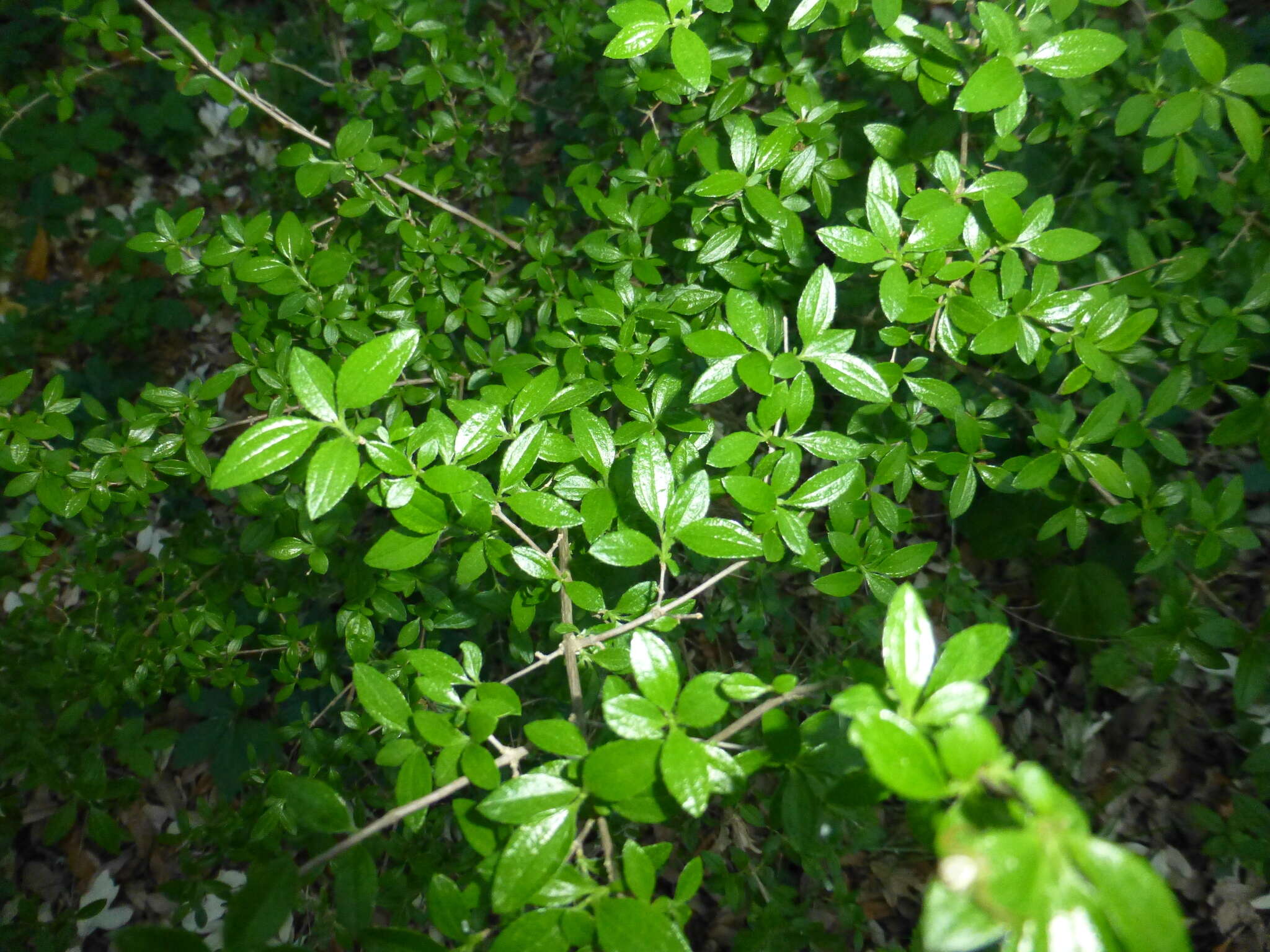 Imagem de Philadelphus texensis S. Y. Hu