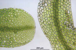 Image of Metzgeria furcata (L.) Corda