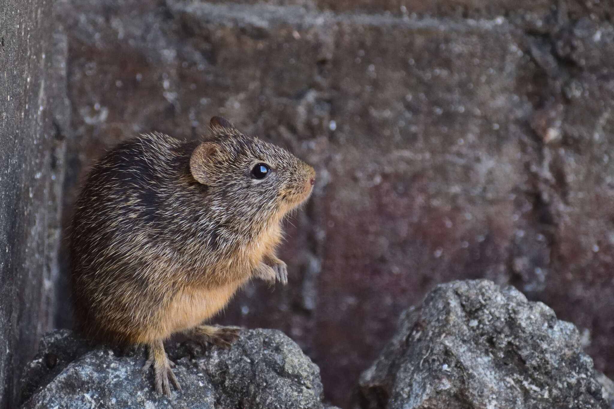 Image of tawny-bellied cotton rat