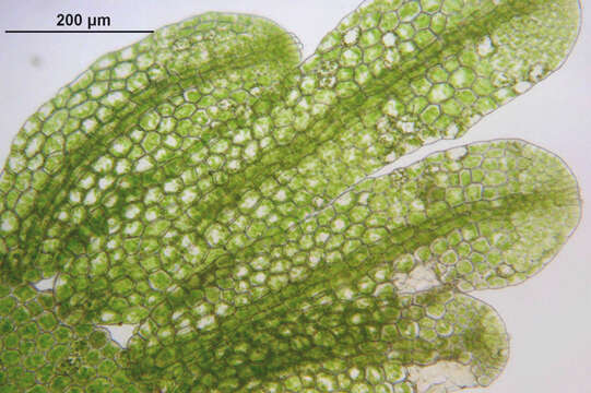 Image of Metzgeria furcata (L.) Corda