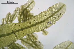 Image of Metzgeria furcata (L.) Corda