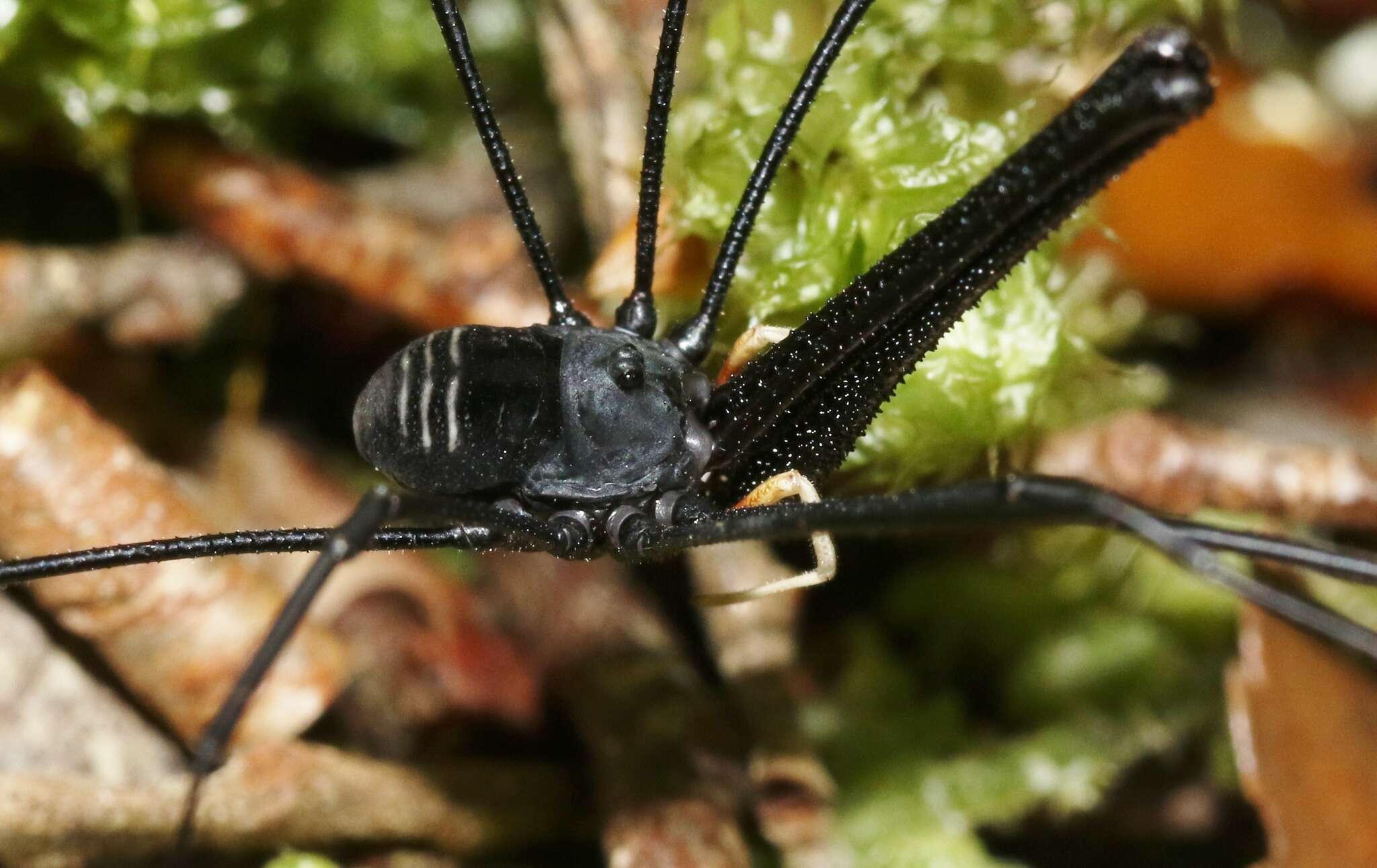 Image of Pantopsalis listeri