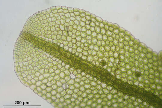 Image of Metzgeria furcata (L.) Corda