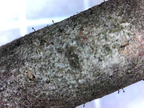 Image of stenocybe lichen