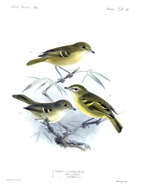 Image of vireos