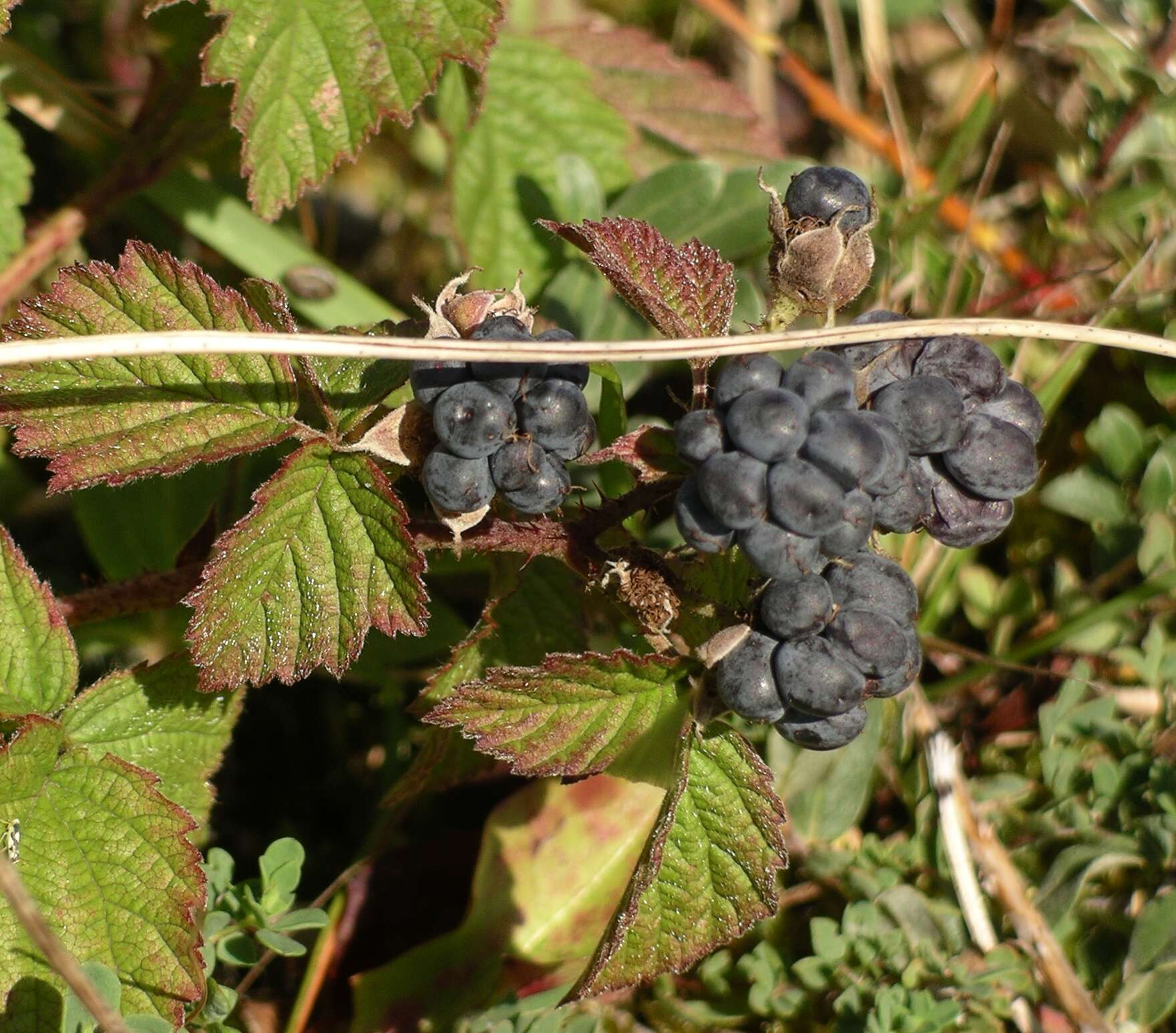 Image of Dewberry