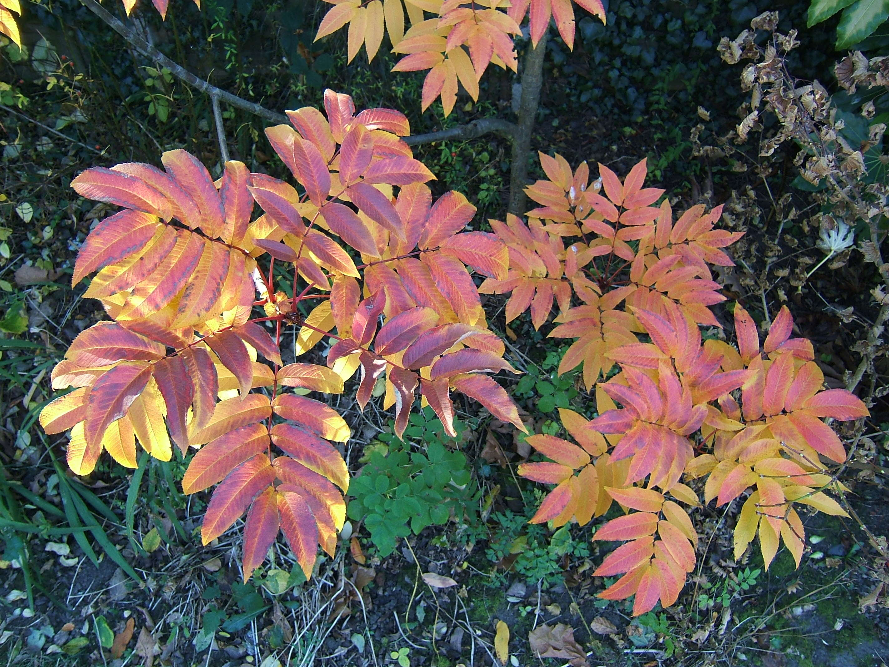 Plancia ëd Sorbus sargentiana Koehne