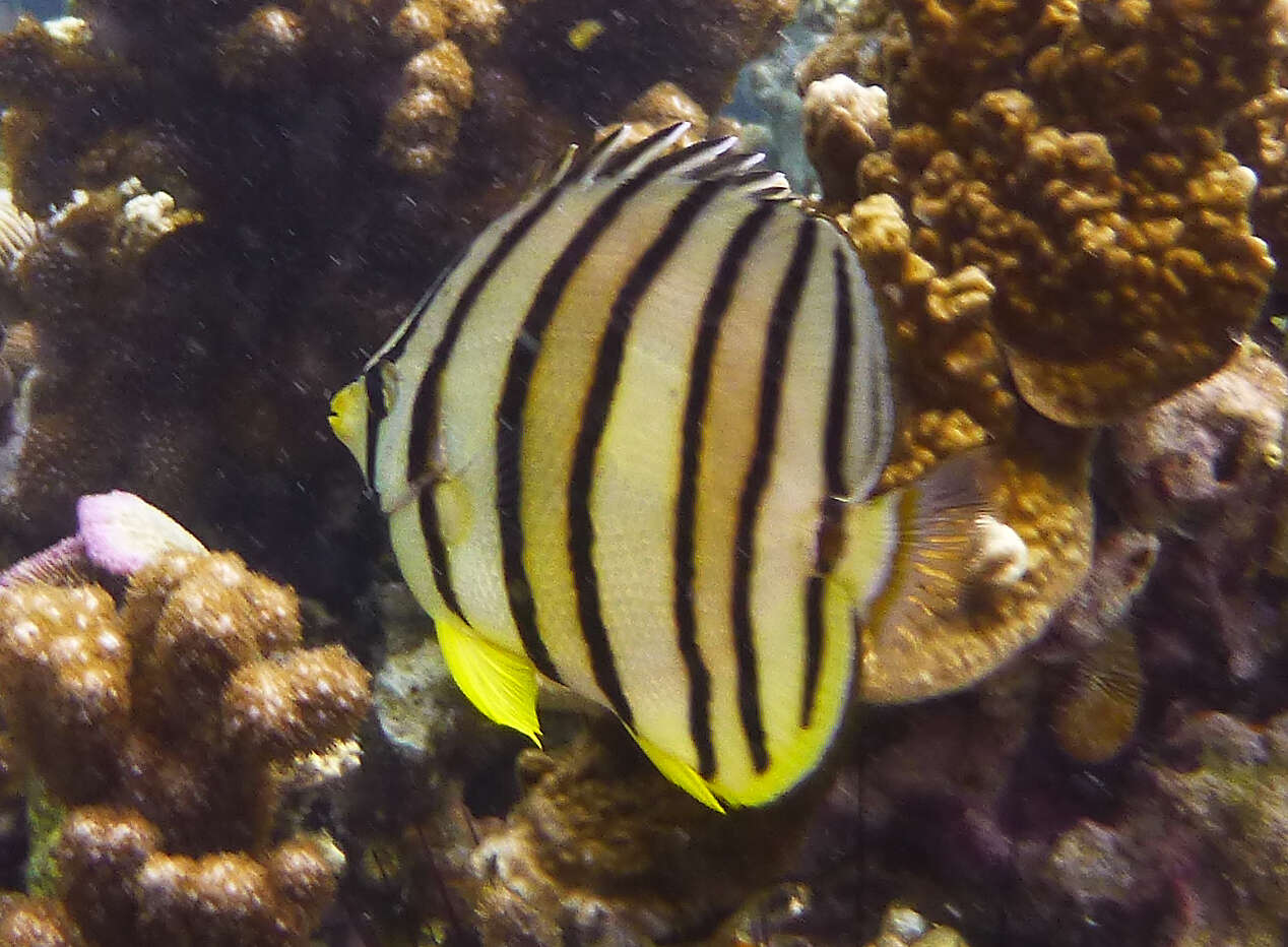 Image of Eight Banded Butterflyfish