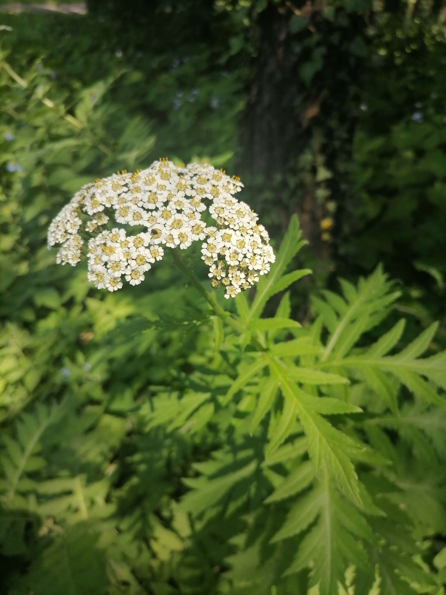 Image of Tanacetum macrophyllum (Waldst. & Kit.) Sch. Bip.