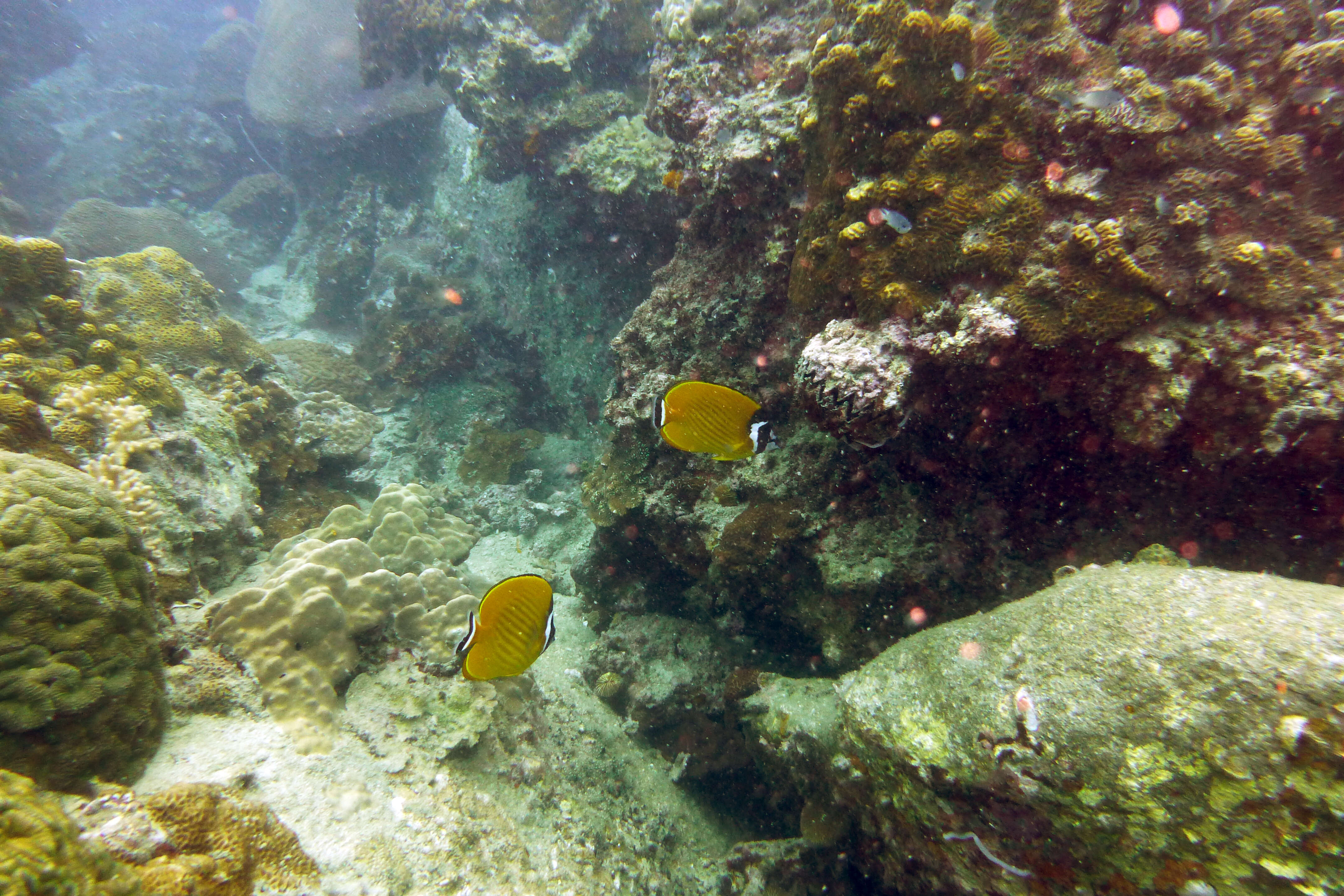 Image of Butterflyfish