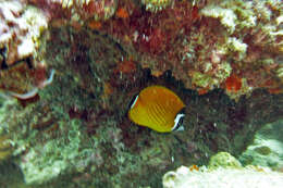 Image of Butterflyfish