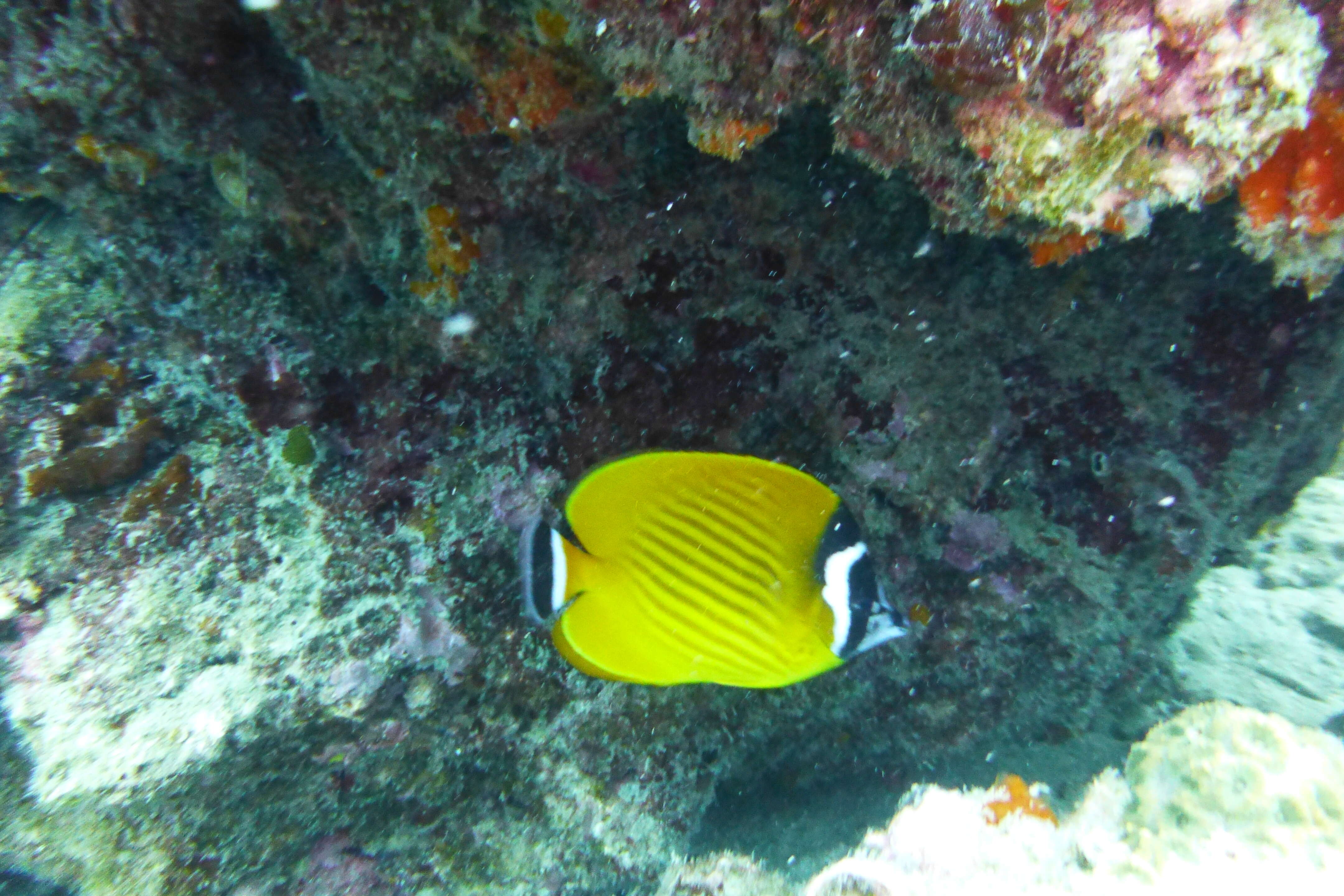 Image of Butterflyfish