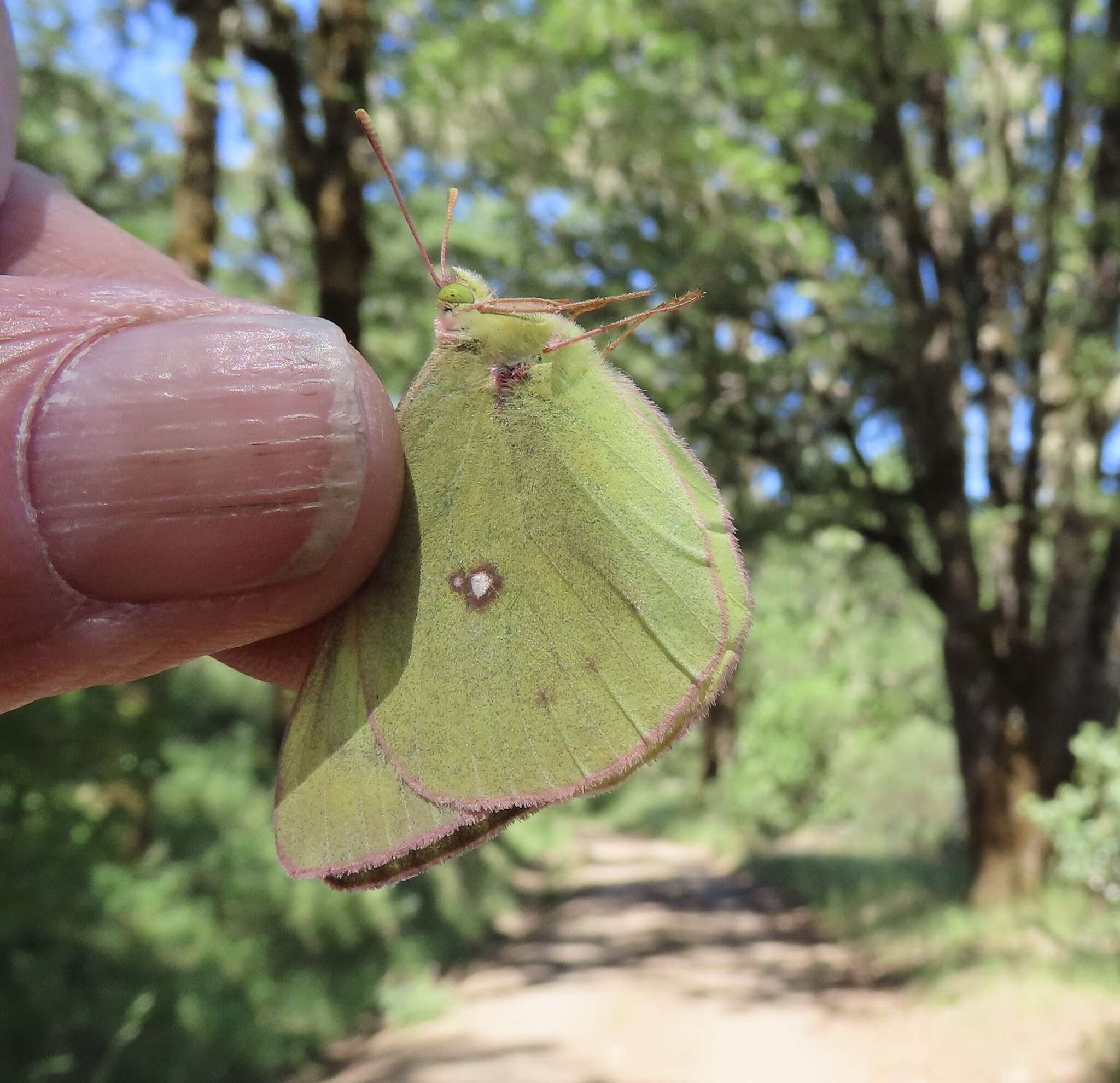 صورة Colias occidentalis Scudder 1862