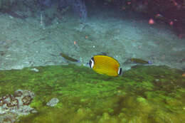 Image of Butterflyfish