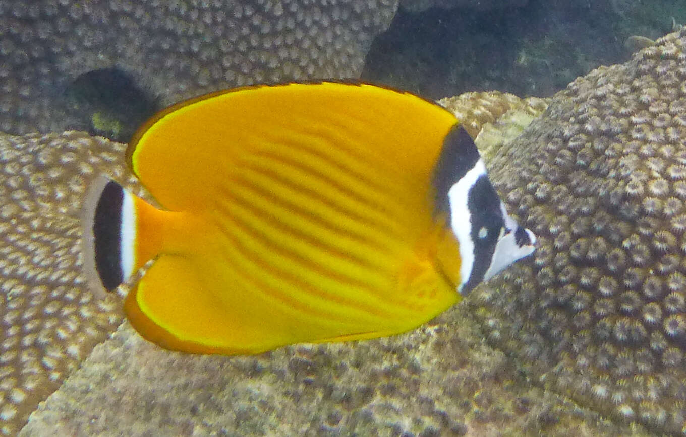 Image of Butterflyfish