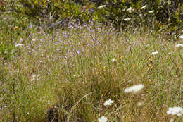 Image of Yosemite tarweed