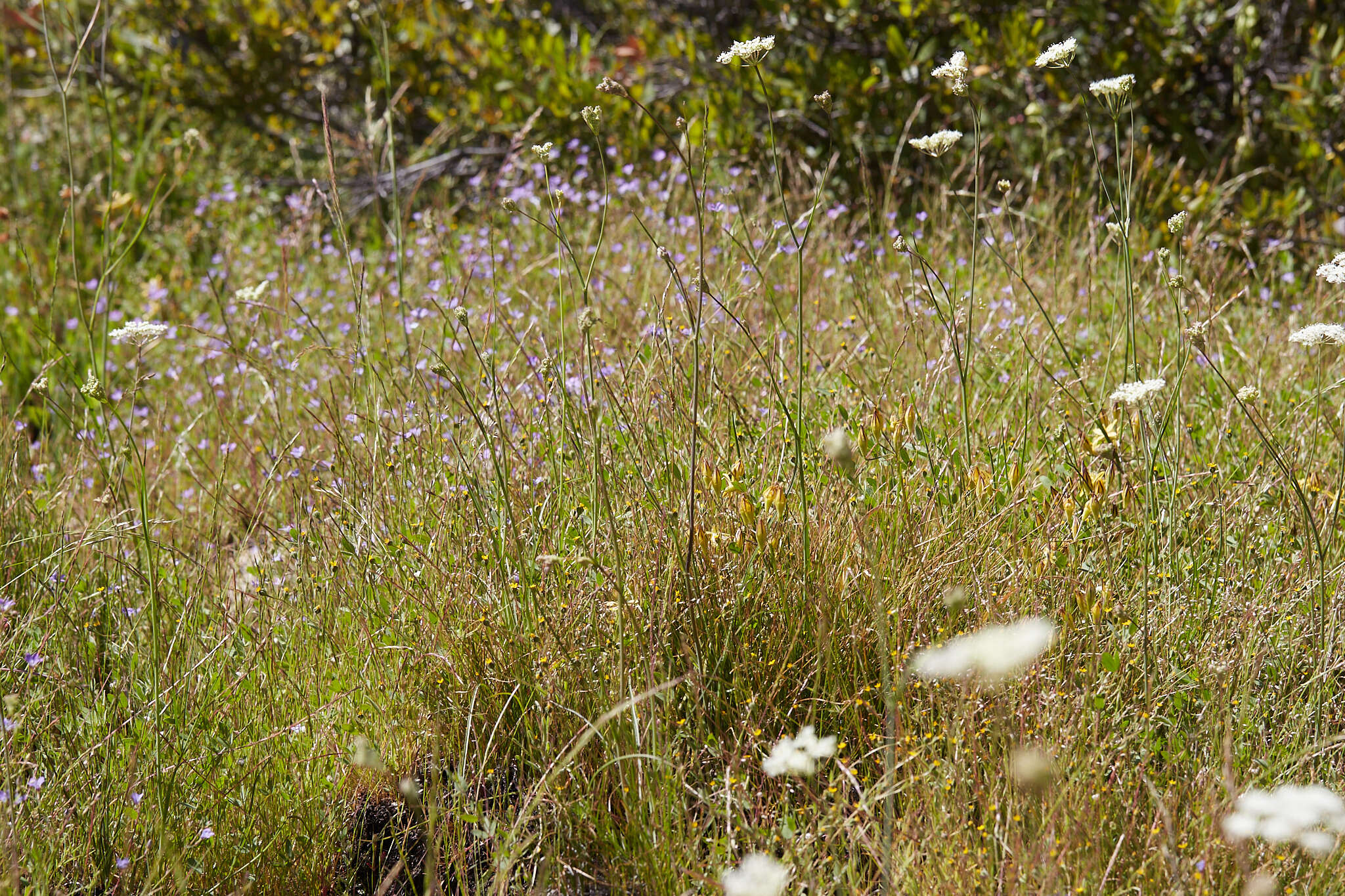 Image of Yosemite tarweed