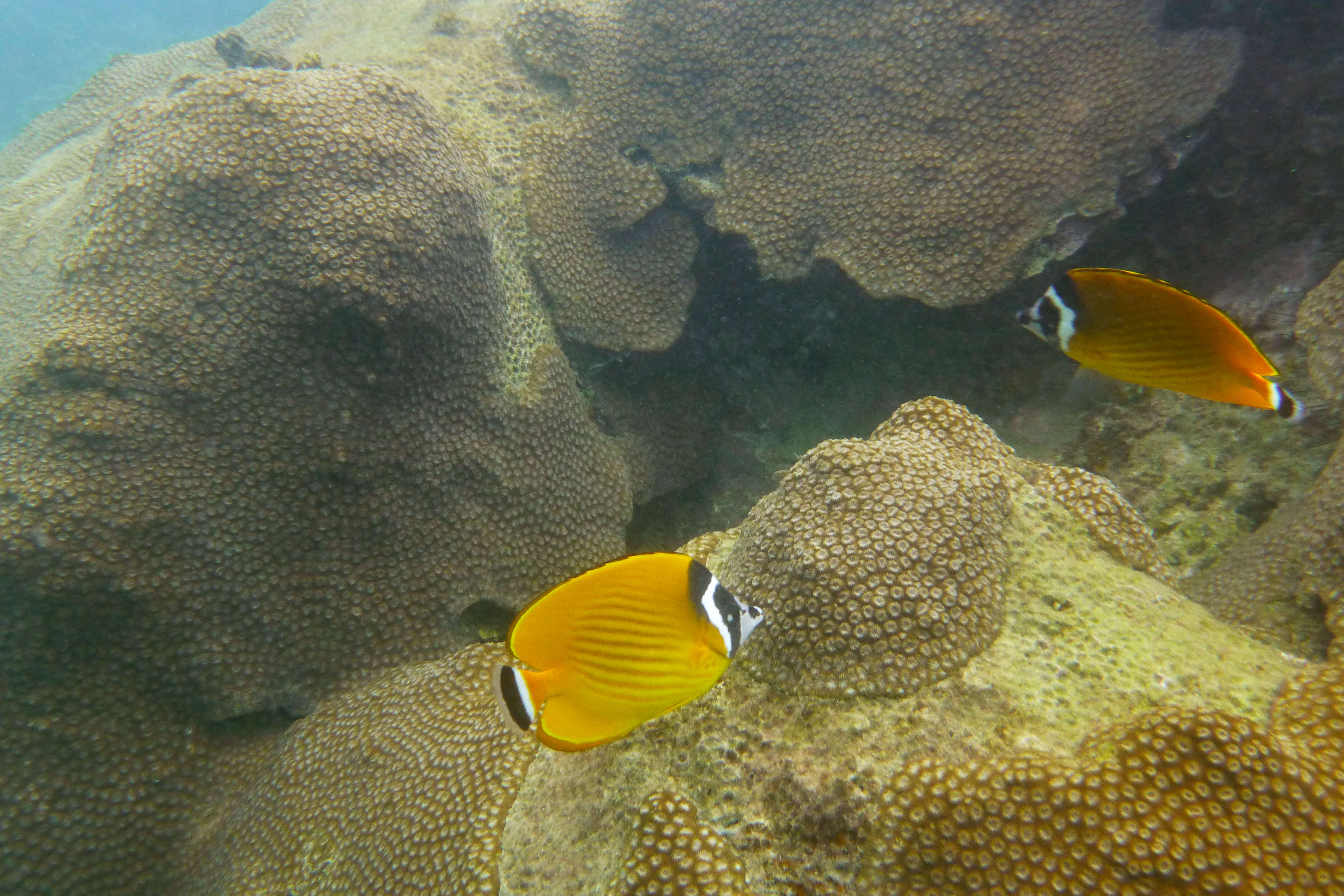 Image of Butterflyfish