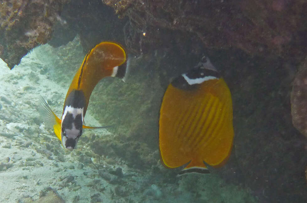 Image of Butterflyfish