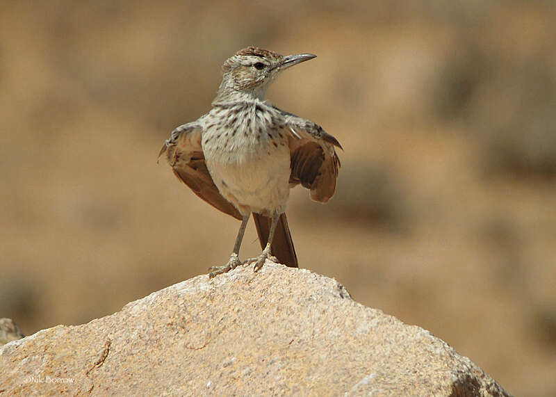 Image of Karoo Long-billed Lark