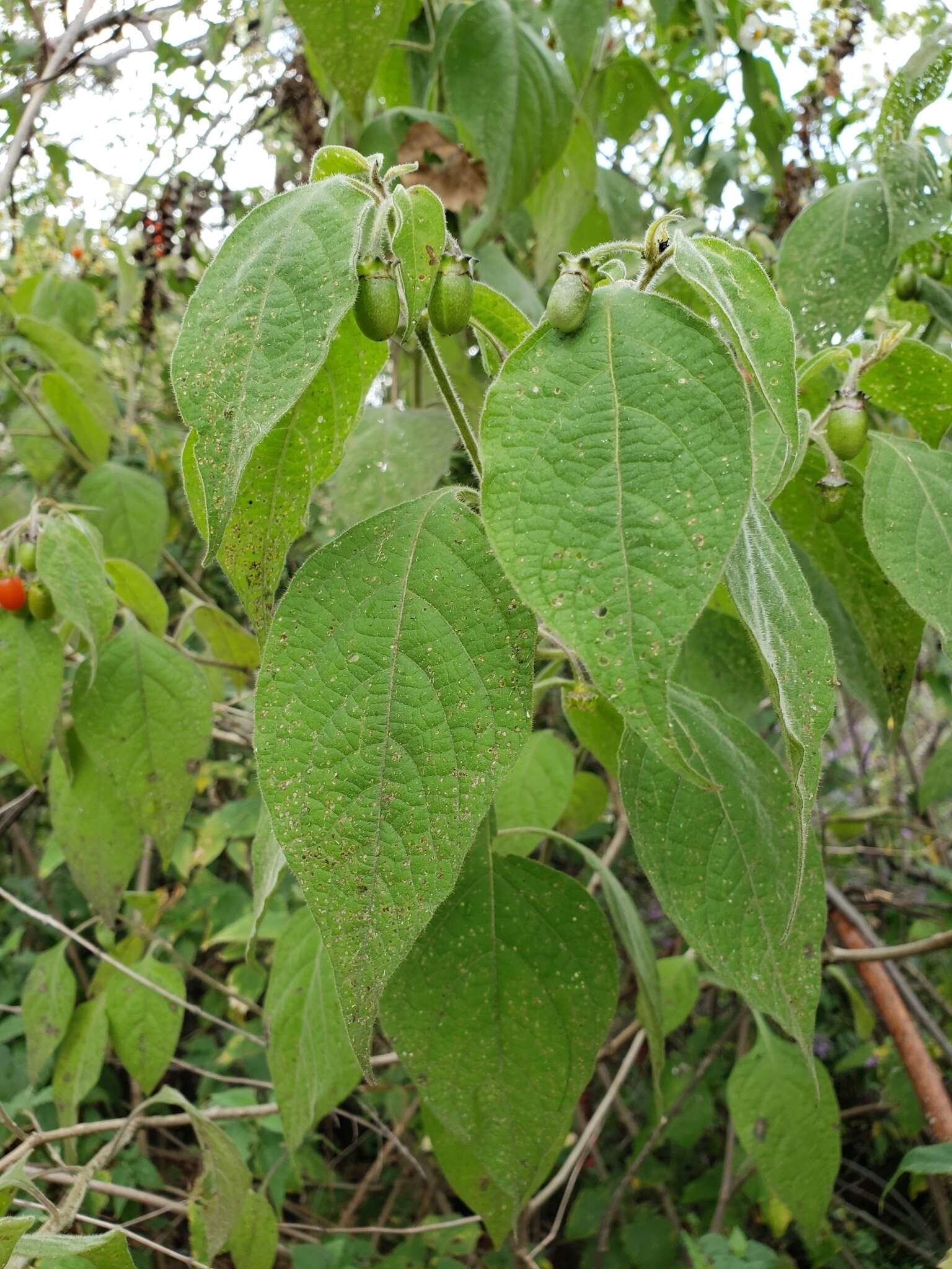 Image of Lycianthes pringlei (Robins. & Greenm.) Bitter