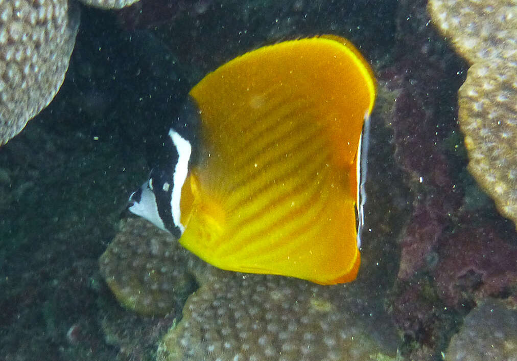 Image of Butterflyfish