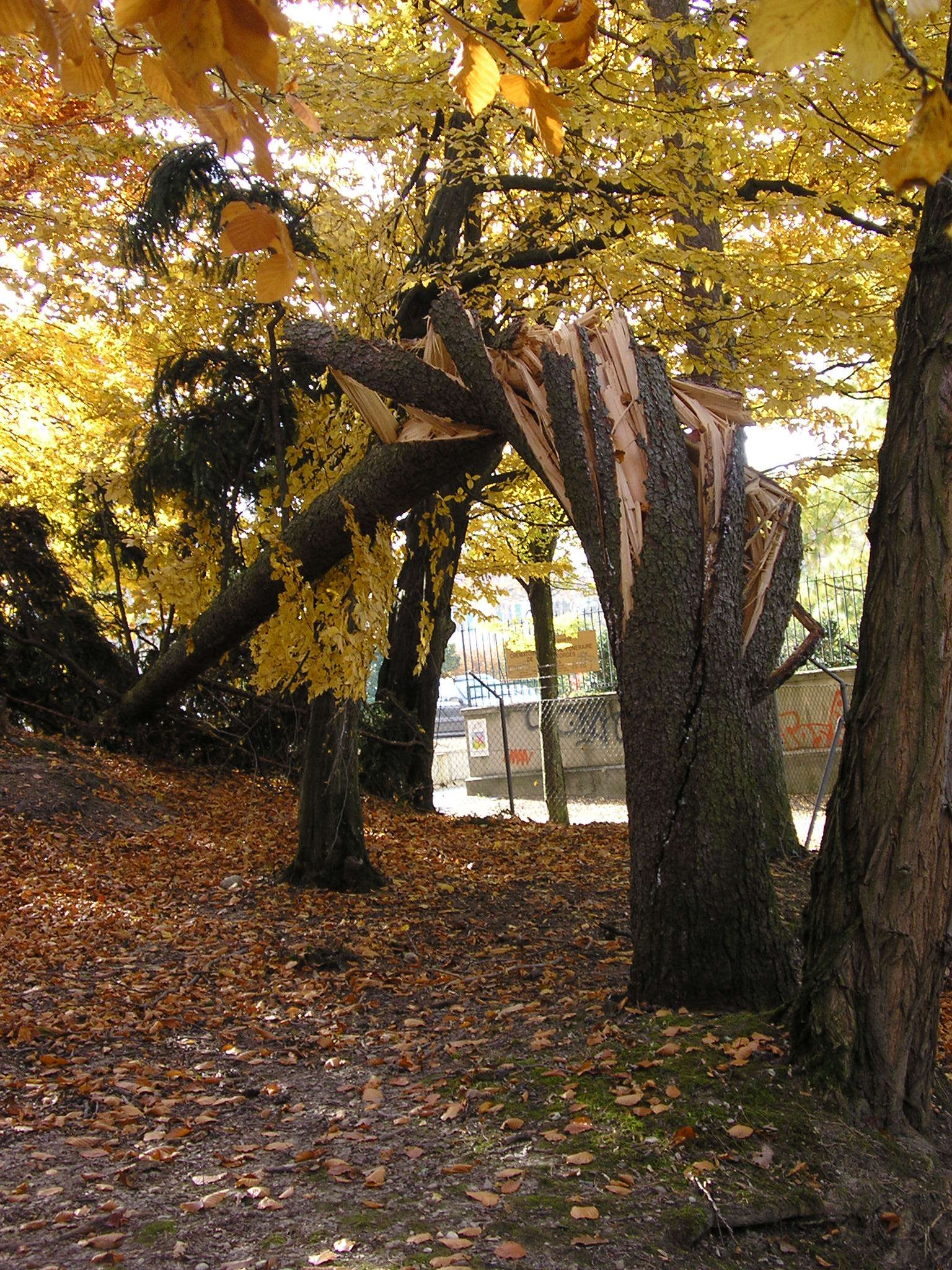 Image of Norway spruce