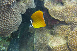 Image of Butterflyfish