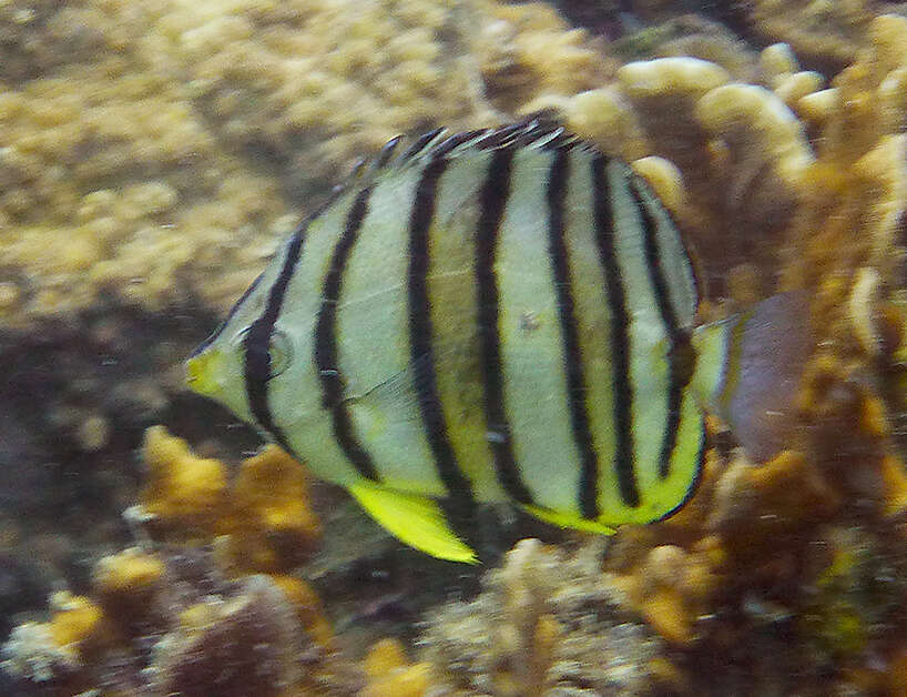 Image of Eight Banded Butterflyfish