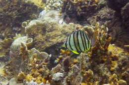 Image of Eight Banded Butterflyfish