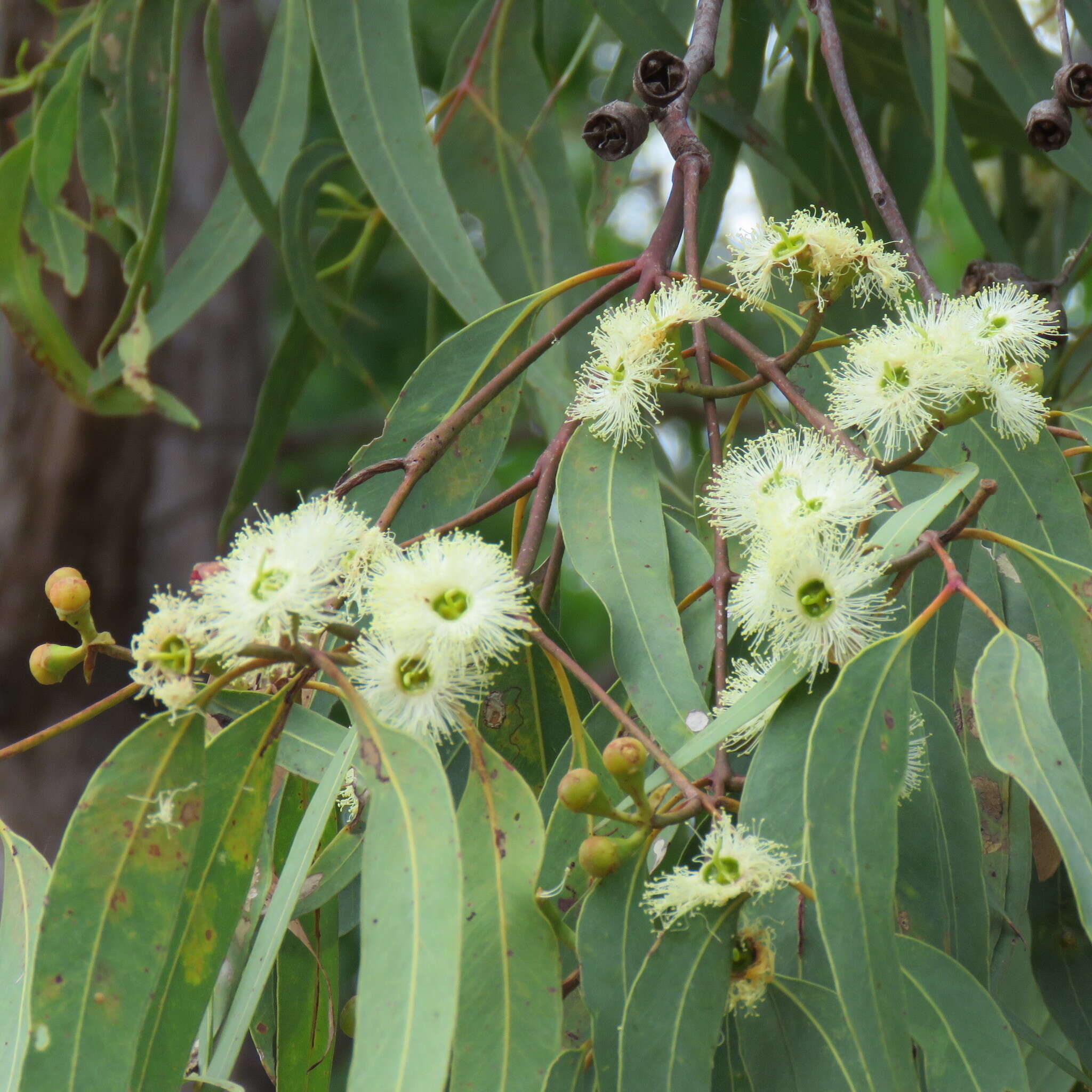 Image of Eucalyptus tetrodonta F. Müll.