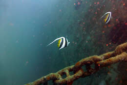 Image of Bannerfish