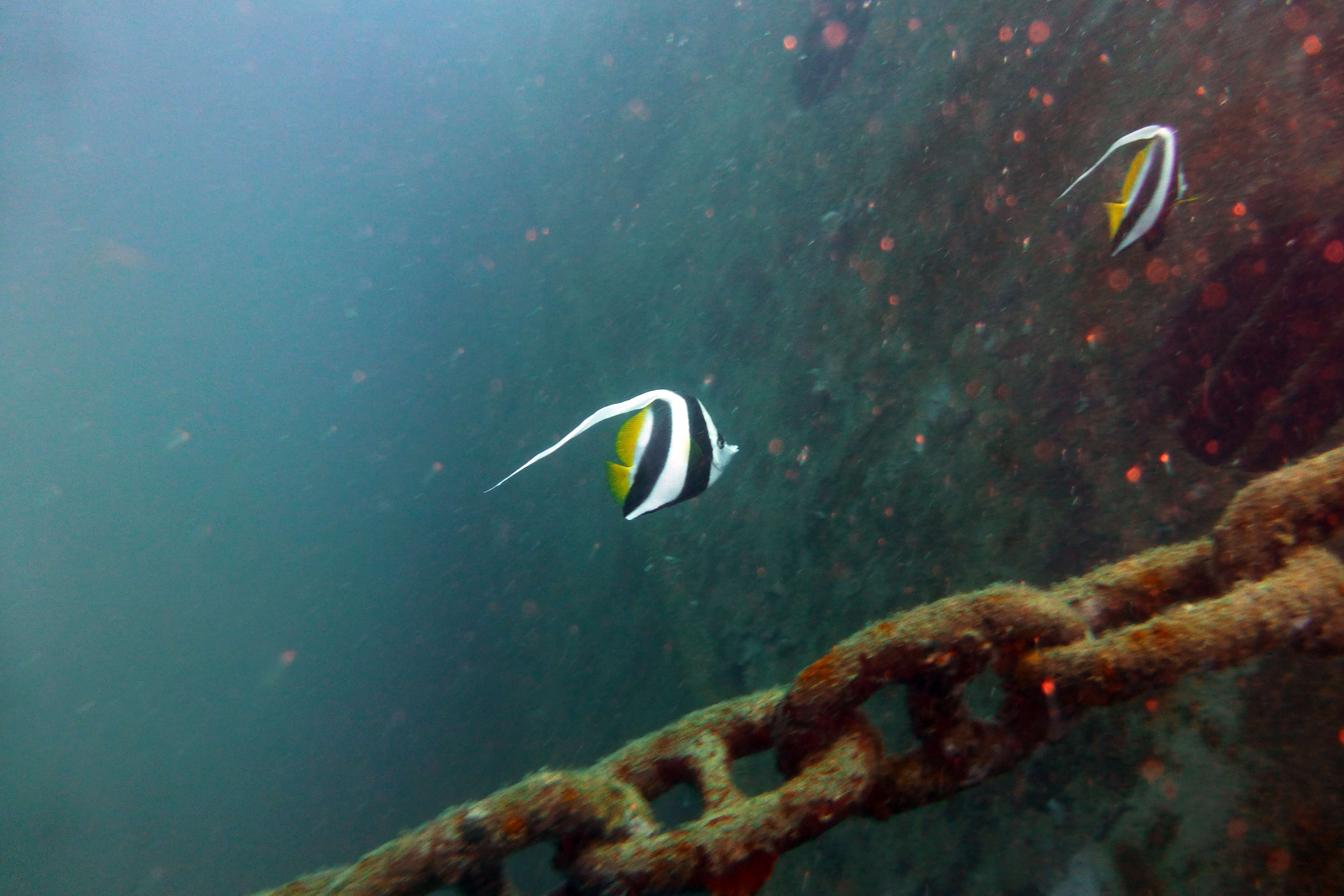 Image of Bannerfish