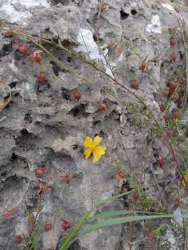 Image of Fumana arabica (L.) Spach