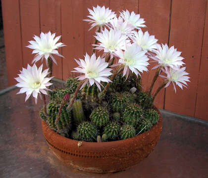 Image of Echinopsis oxygona