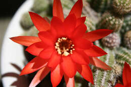 Echinopsis tubiflora resmi