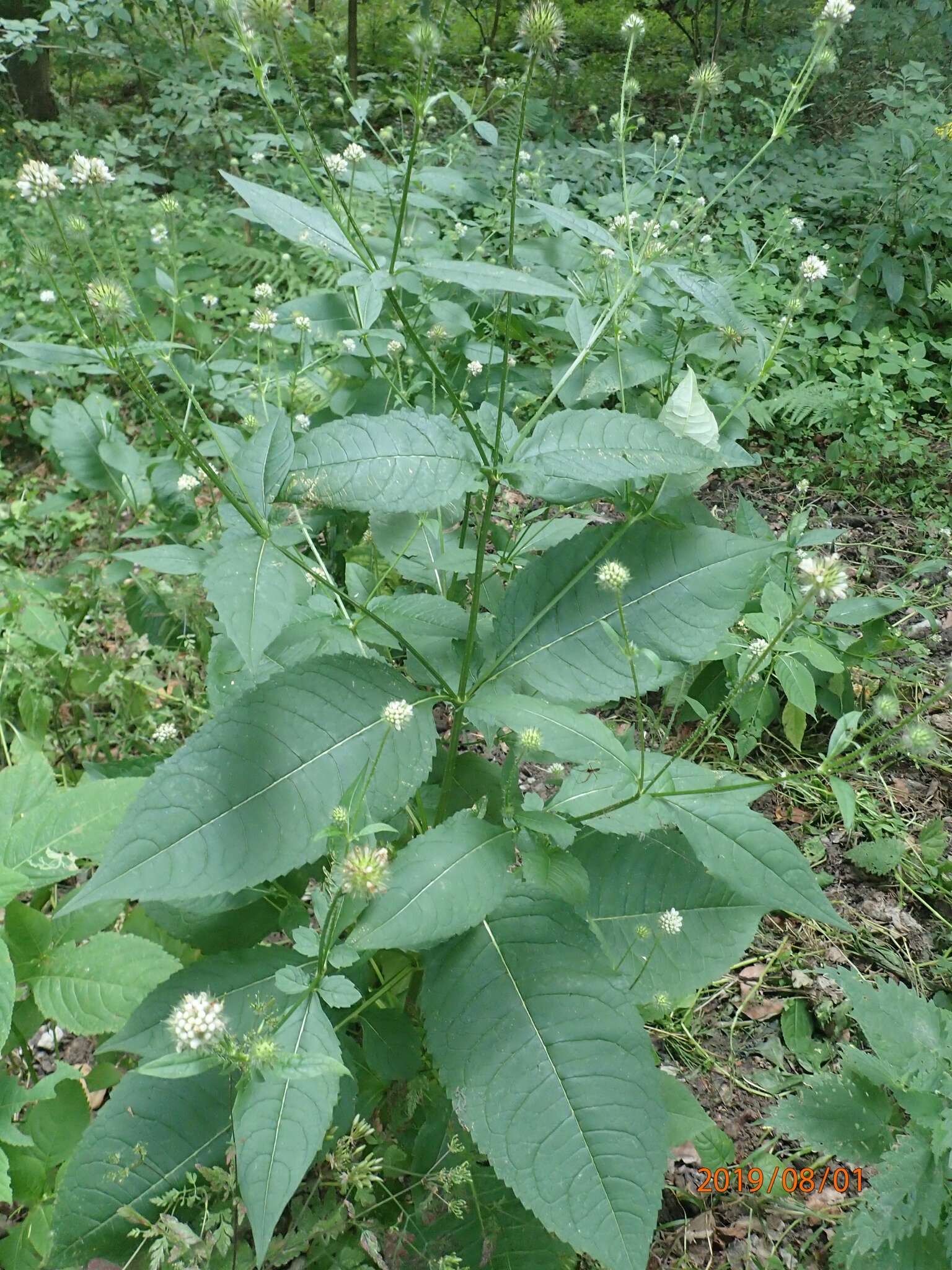 Image of small teasel