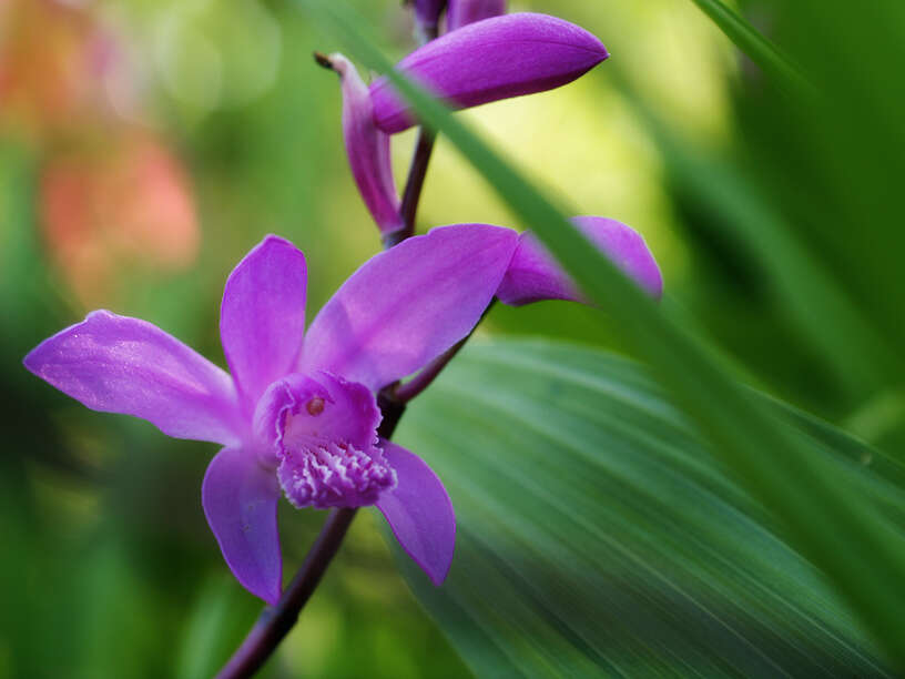 Image of Urn orchids