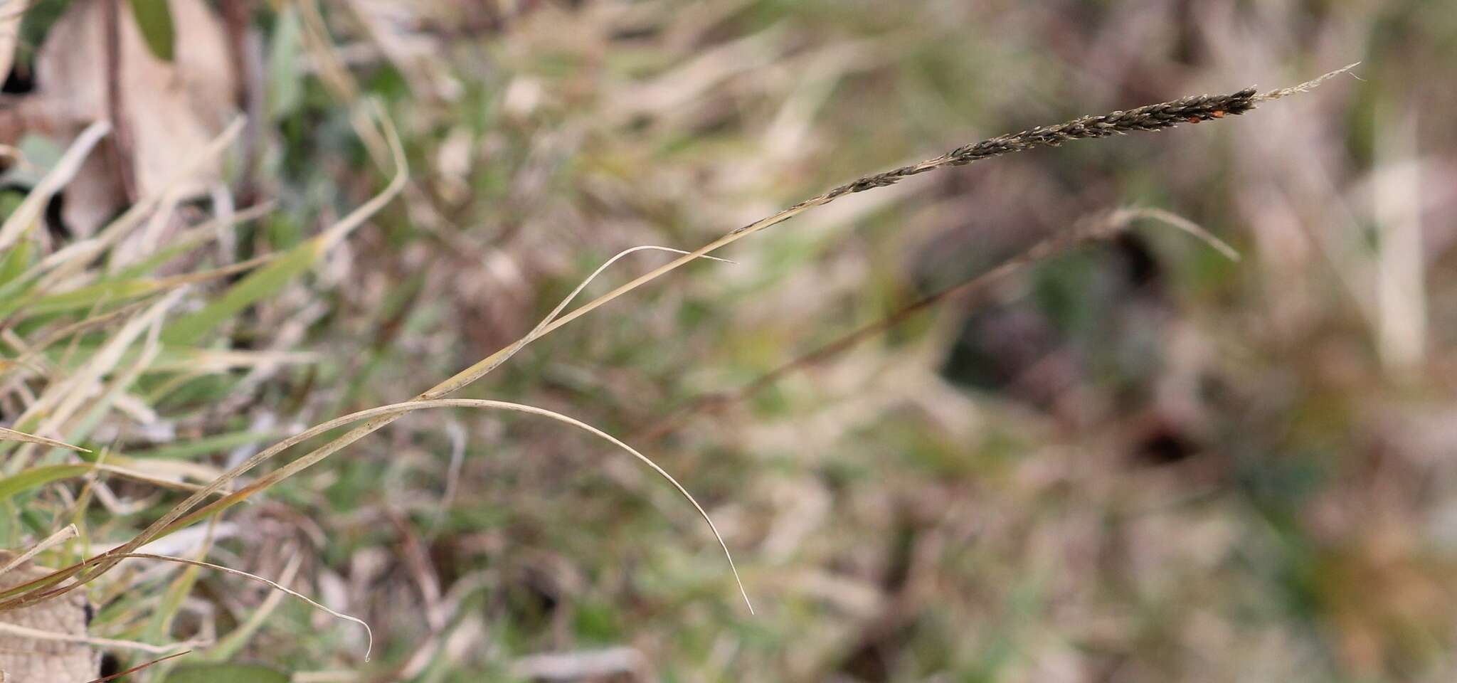 Hilaria cenchroides Kunth resmi