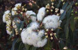 Sivun Corymbia calophylla (Lindl.) K. D. Hill & L. A. S. Johnson kuva