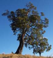 Слика од Acacia heterophylla (Lam.) Willd.