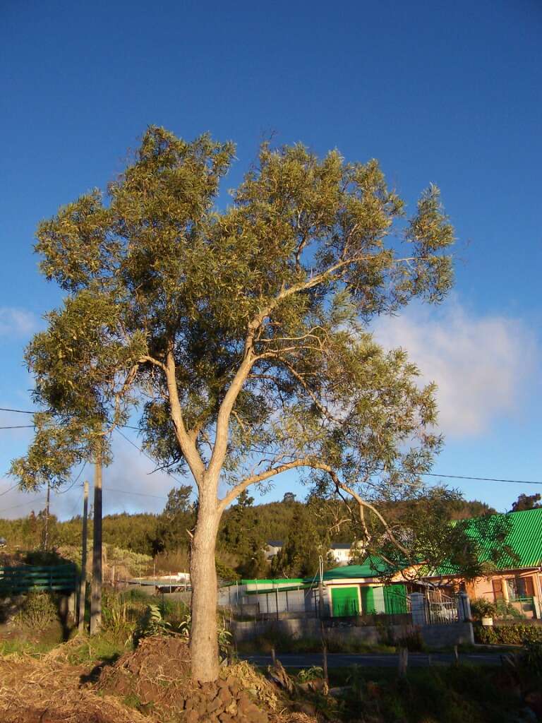 Слика од Acacia heterophylla (Lam.) Willd.