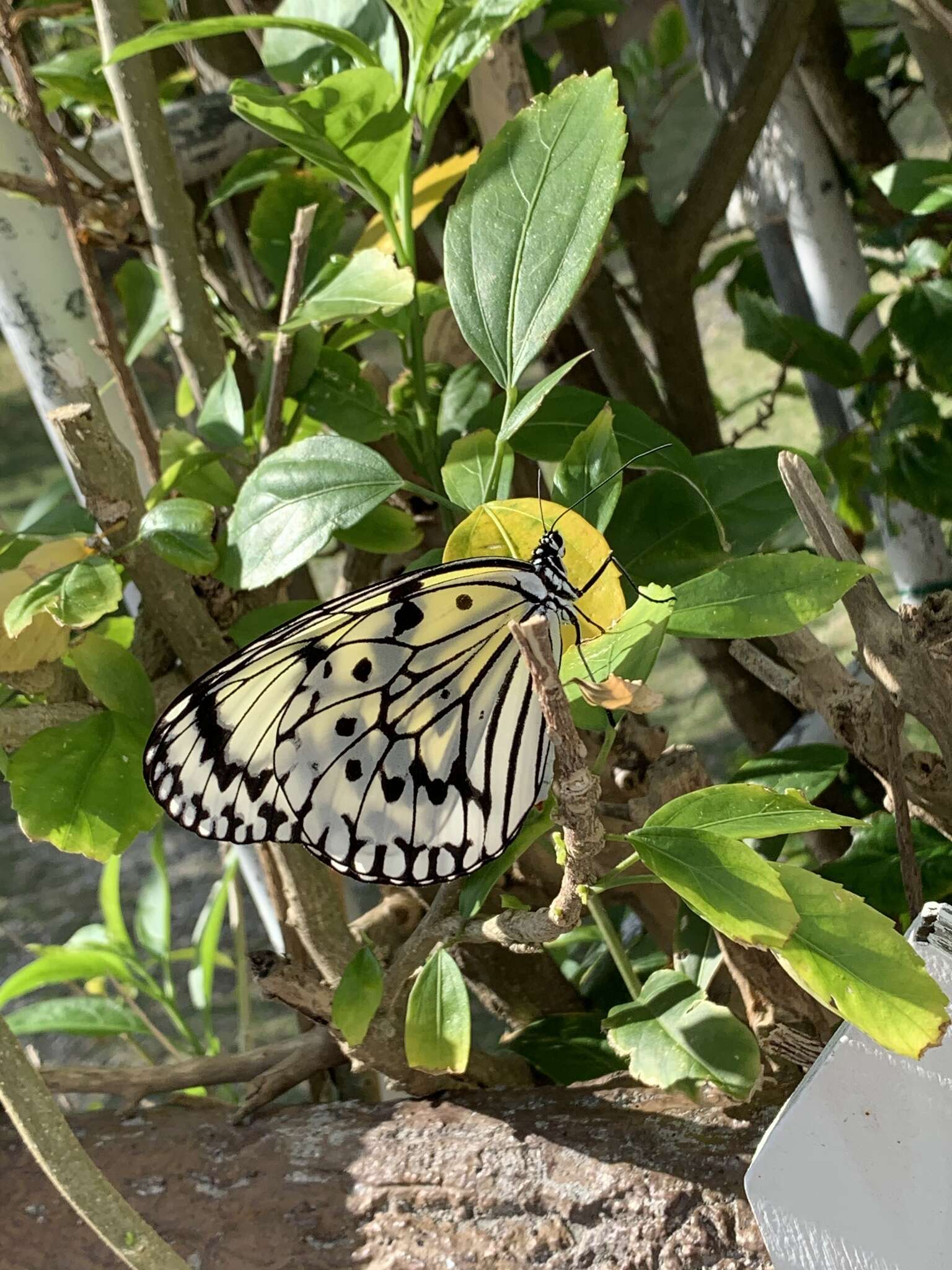 Image de Idea leuconoe riukiuensis