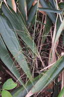 Image of tiger grass