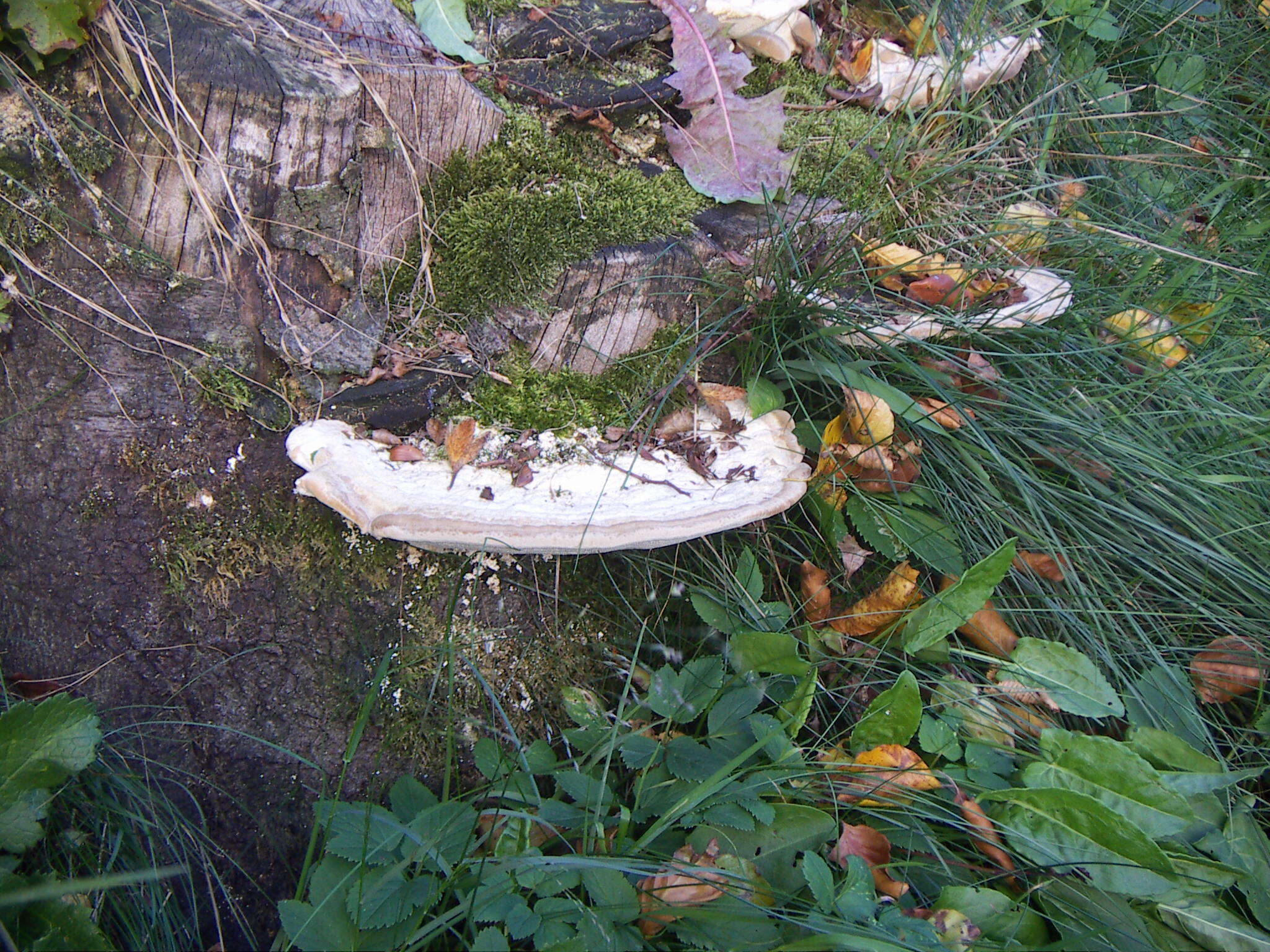 صورة Trametes gibbosa (Pers.) Fr. 1838