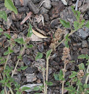 Image of largefruit amaranth